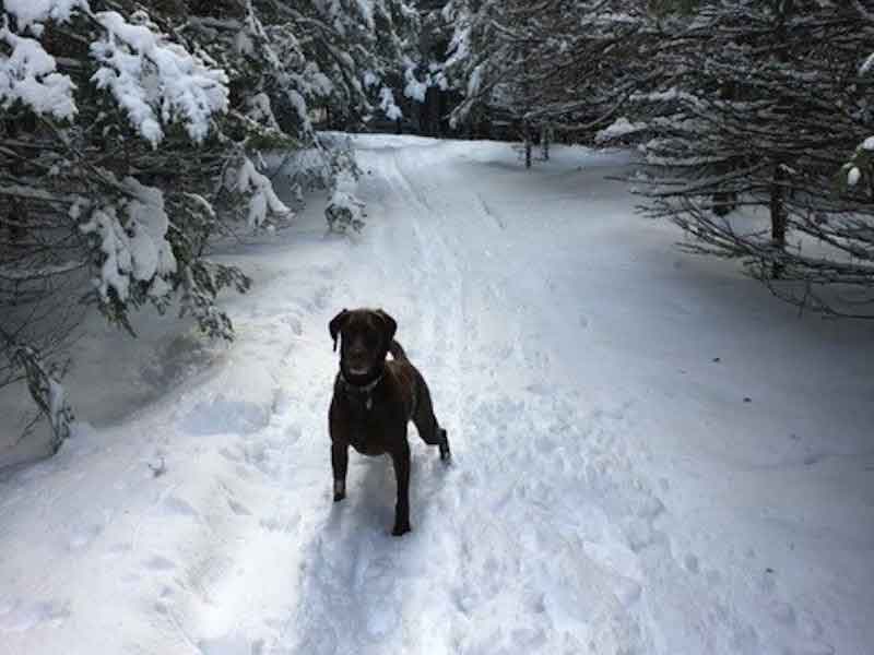 Stella in the snow.