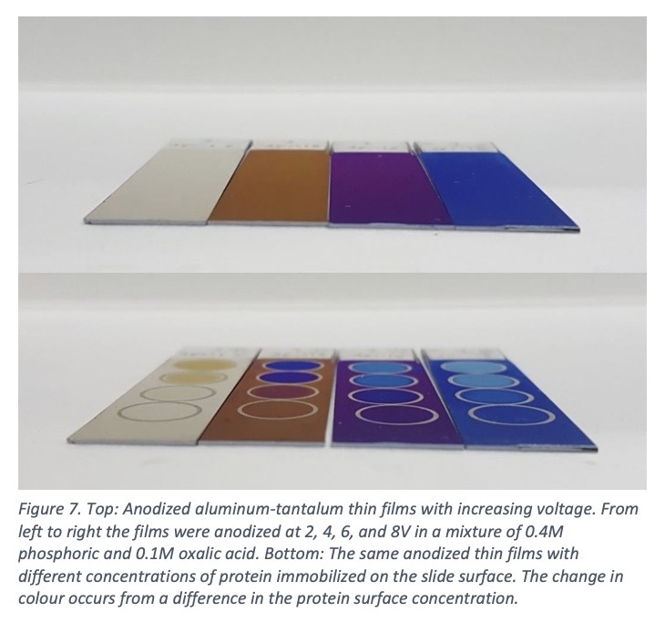 Figure 7. Top: Anodized aluminum-tantalum thin films with increasing voltage. From left to right the films were anodized at 2, 4, 6, and 8V in a mixture of 0.4M phosphoric and 0.1M oxalic acid. Bottom: The same anodized thin films with different concentrations of protein immobilized on the slide surface. The change in colour occurs from a difference in the protein surface concentration