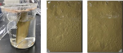 FIGURE 6: Front and back of 4130 steel panel coated with Alseal Cr-Free system (sacrificial Al-silicate primer plus acid-phosphate sealer) deposited in the âconventionalâ manner (FIGURE 4) after 100 hrs. sealed in a beaker partly filled with deionized water at 80oC (176oF).