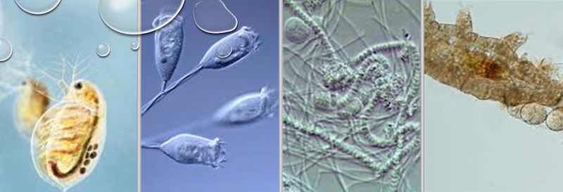 Figure 5 - Types of bacteria typically involved in biological wastewater treatment: (L-R) daphnia; stalked ciliates; filamentous; tardigrades.