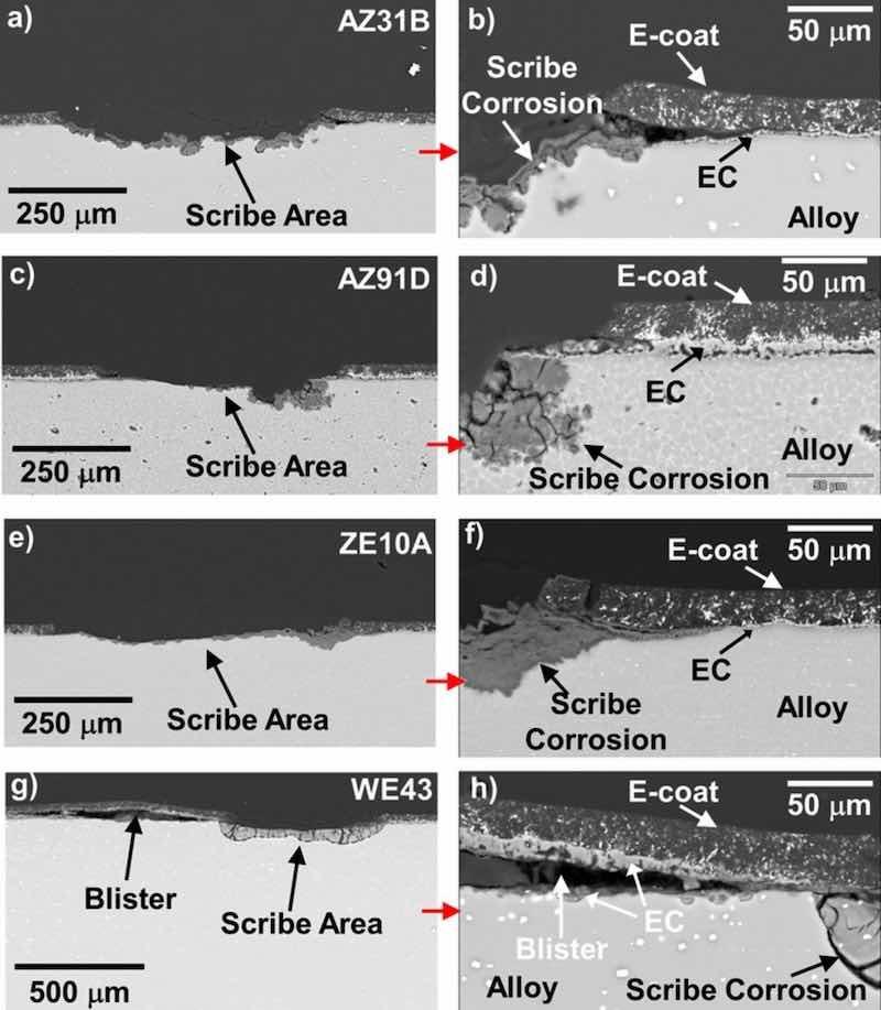 Figure 15. BSE mode cross-section SEM images (a-h) of the scribed regions of the EC + E-coated 25mm Ã 25mm AZ31B, AZ91D, ZE10A, and WE43 alloy square samples after 7 days exposure in 0.1M NaCl (aq) as-coated, scribing, and then 8 additional days exposure in 0.1M NaCl (aq). Varying degrees of attack were observed moving laterally from the scribe-coating interfaces, with more extensive coated region degradation observed for ZE10A and WE43.