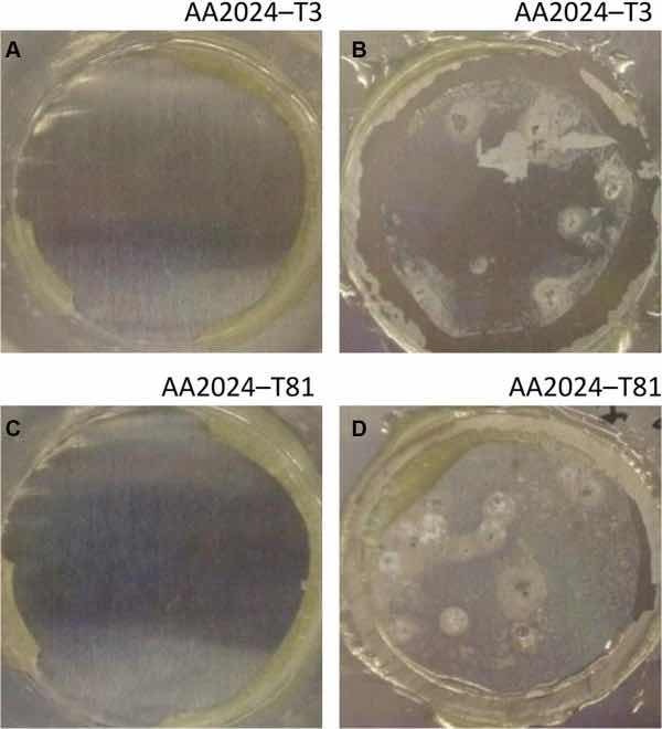 Fig 8: Illustrative photographs of the aluminum substrates treated with PreCoat A32: (a) AA2024-T3 at initial immersion time; (b) AA2024-T3 after 7 days of immersion in 0.5 M NaCl; (c) AA2024-T81 at initial immersion time; (d) AA2024-T81 after 7 days of immersion in 0.5 M NaCl