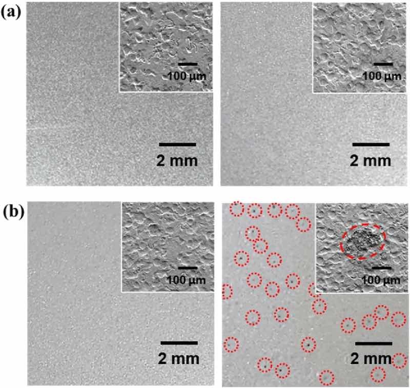 Figure 1: OM images of (a) ZS and (b) C-ZS before (left panel) and after (right panel) humidity treatment (95% RH at 40℃ for 72 h). The red dotted circles in (b, right panel) highlight the position of black spots. Insets show the SEM image of each surface.