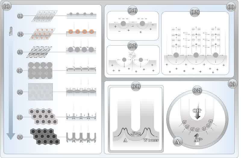 Figure 10. Schematic illustration of the nucleation and growth of porous anodic aluminium oxide (PAAO) under different theoretical perspectives. (a) Two-dimensional view of nucleation and growth, showing oxide nuclei consuming the aluminium substrate both perpendicularly and laterally; complete surface reconstruction produces a network of equi-spaced hexagonal oxide elements with central pores. (b) Detailed stages of growth after surface reconstruction: impingement of neighboring oxide flakes and repulsive forces initiating pore development, followed by mass transport and diffusion across column walls leading to knit-line formation, a process further influenced by electrostriction. (c1) Displacement of tungsten tracer lines evidencing stress-driven plastic flow of the oxide, supporting the field-assisted plasticity (FAP) model. (c2) Transition from surface reconstruction to pore formation, where electrostriction and polarization act together as a “virtual die” that sustains the pore and enables columnar oxide growth. Figure (a) adapted from Fig. 5.10 in Reference [14]; Figure (b) adapted from Fig. 3.10 in Reference [17]; Figure (c1) adapted from García-Vergara et al.[11]; Figure (c2) adapted from Fig. 6.11 in Ref.[14]