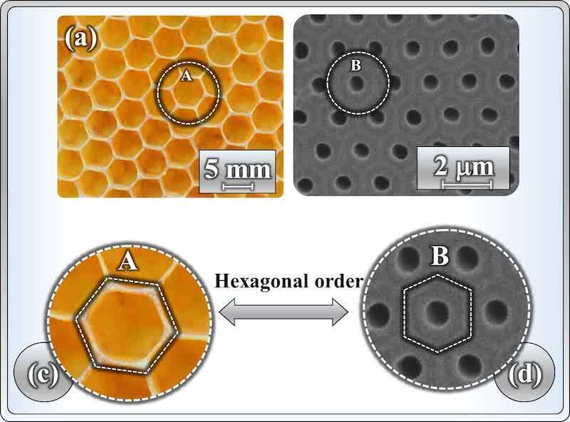 Figure 13. Analogy between natural and synthetic hexagonal order. (a) Honeycomb structure and (b) porous anodic aluminium oxide (PAAO) at lower magnification. (c, d) High-magnification views of the dashed circles A and B in (a, b), respectively, showing the traced hexagons that highlight the intrinsic hexagonal packing. The honeycomb exhibits natural equilibrium-driven order, whereas PAAO develops non-equilibrium order driven by polarization during anodizing. Images (a) and (b) reproduced from.[135] Images (c) and (d) Reproduced with permission[33]&nbsp;&nbsp;&nbsp;Copyright 2025, RSC).