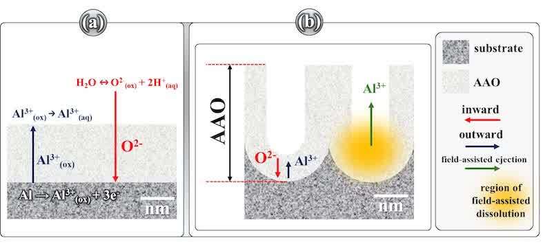 Figure 4. Schematic representation of interfacial processes during anodizing: (a) barrier-type anodic oxide, where O²⁻ migrates inward and Al³⁺ migrates outward across the compact oxide; (b) porous-type anodic oxide, where ionic transport is accompanied by field-assisted dissolution at the pore base. Arrows indicate the directions of inward O²⁻ and outward Al³⁺ flux, and field-assisted ejection. Adapted from.[37]