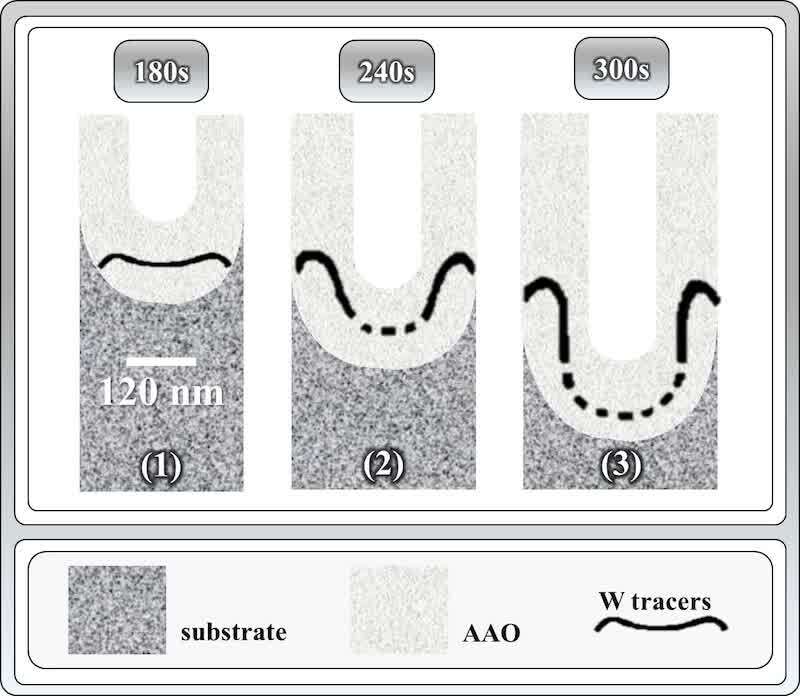 Figure 6. Adapted schematic diagrams (from Fig. 6 in reference[11]) showing the distribution of tungsten tracers (W) within anodic alumina films during anodizing at 5 mA cm⁻² in 0.4 M phosphoric acid at 293 K, for (a) 180 s, (b) 240 s, and (c) 300 s. The tracer profiles illustrate the progressive lateral displacement of tungsten under the influence of oxide flow, consistent with the Field-Assisted Plasticity (FAP) model, which interprets pore evolution as resulting from electrostrictive deformation of amorphous alumina while maintaining pore continuity.