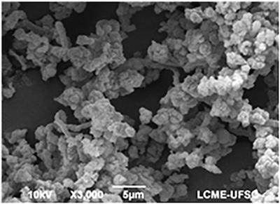 Figure 2. SEM micrograph of PPy.