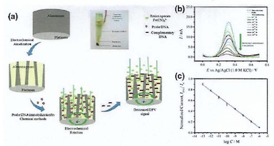 Figure 10 - (a) Construction scheme of NAA-based electrochemical DNA sensors; (b) current-signal response of a bare electrode to increasing concentration of complementary target and (c) its corresponding calibration curve.