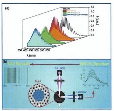 Figure 7 - Biosensor for trypsin: (a) Photoluminescence (PL) spectrum of NAA showing Fabry-Pérot fringes and stepwise changes in PL in the presence of trypsin at the pores; (b) Typical PL setup used for recording luminescence of an NAA substrate along with the Fabry-Pérot fringes that can be converted to PL.